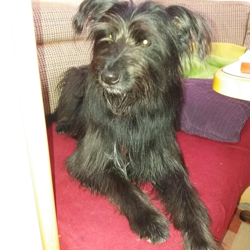 Hundetreffen 2018 im Allgäu (3)